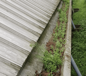 Happy customers in Sawbridgeworth who trust The Roof Moss Cleaners for gutter cleaning services